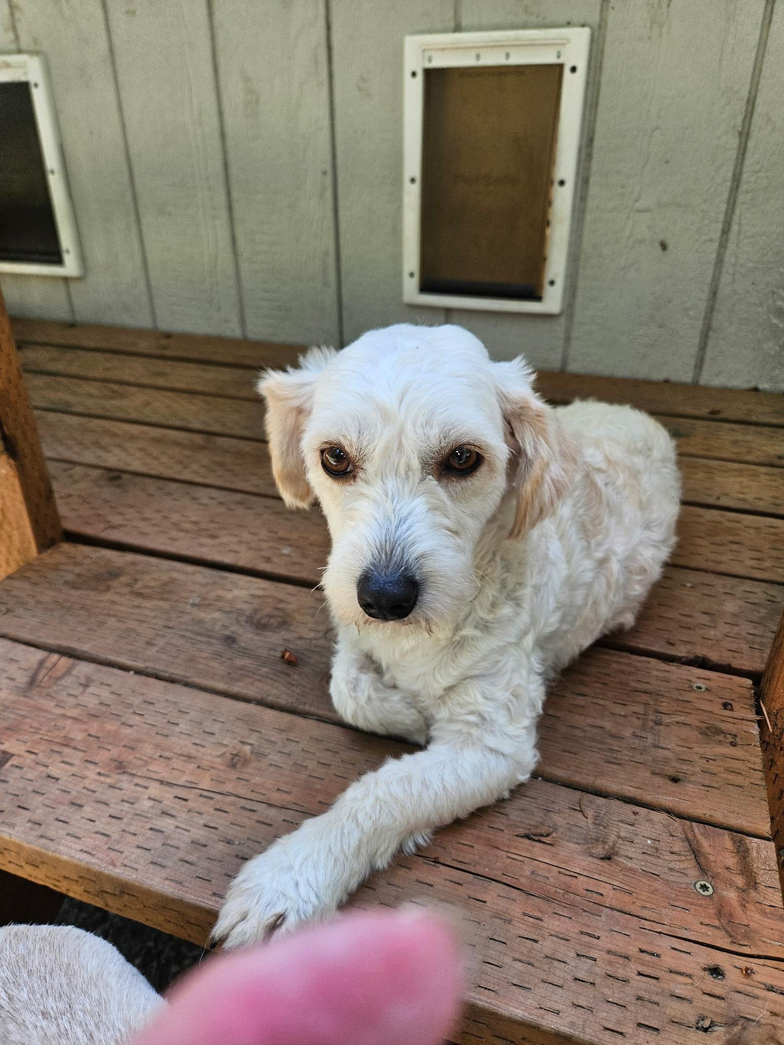 Enlarge NORDI, a Adoptable mixed breed in Graham, WA image 4/6