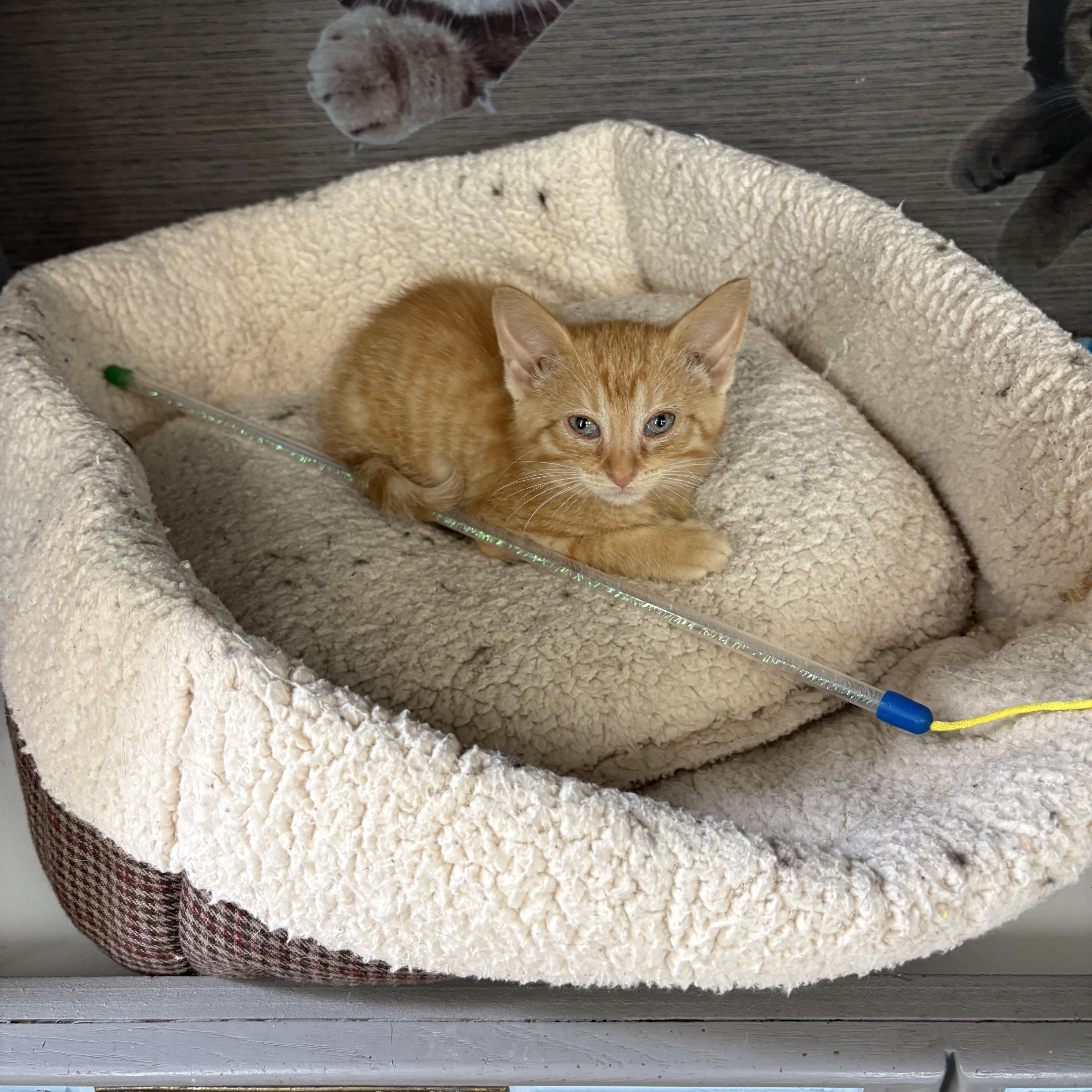 Enlarge Duncan, a ADOPTABLE American Shorthair in Big Rapids, MI image 2/2