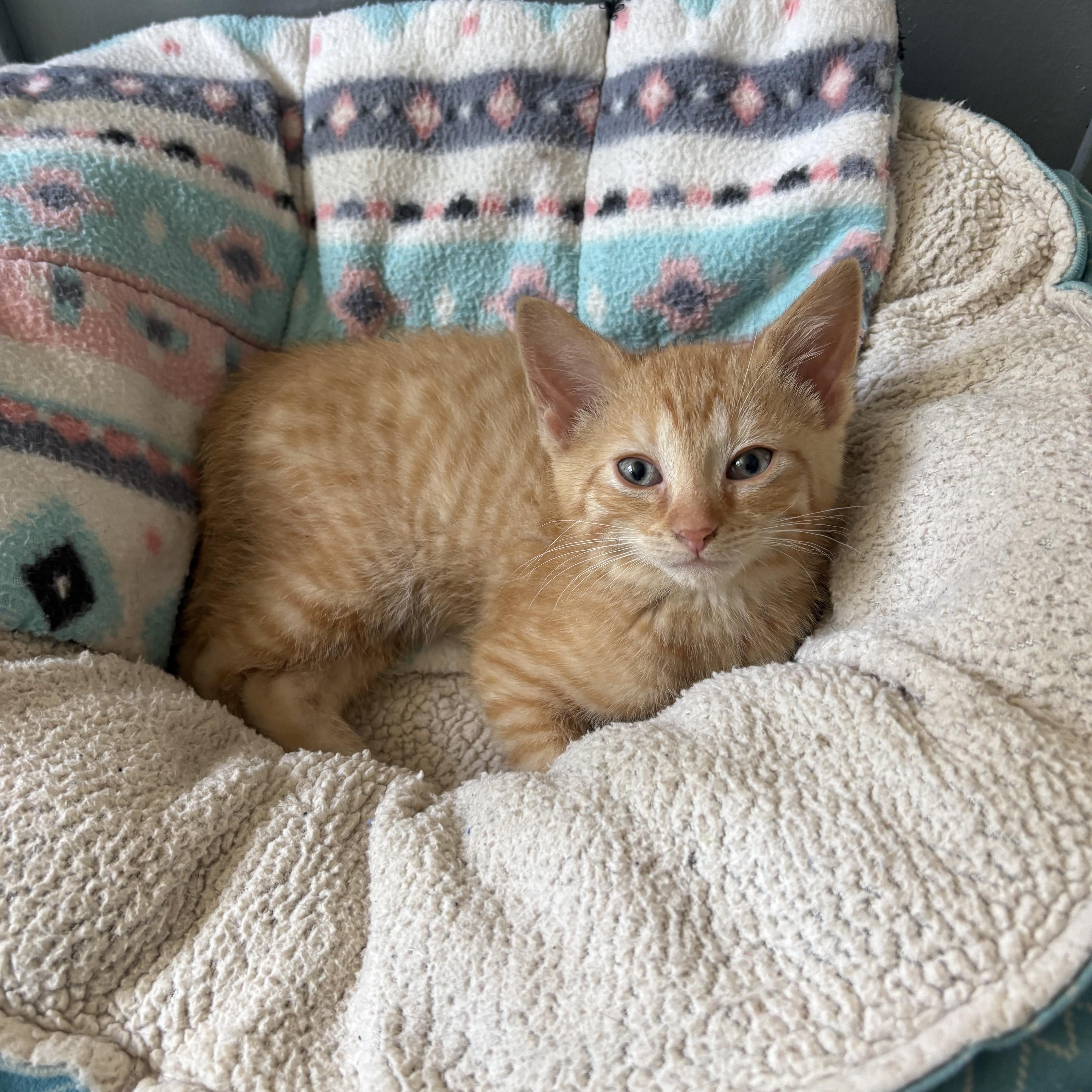 Duncan, ADOPTABLE, Kitten Male American Shorthair.