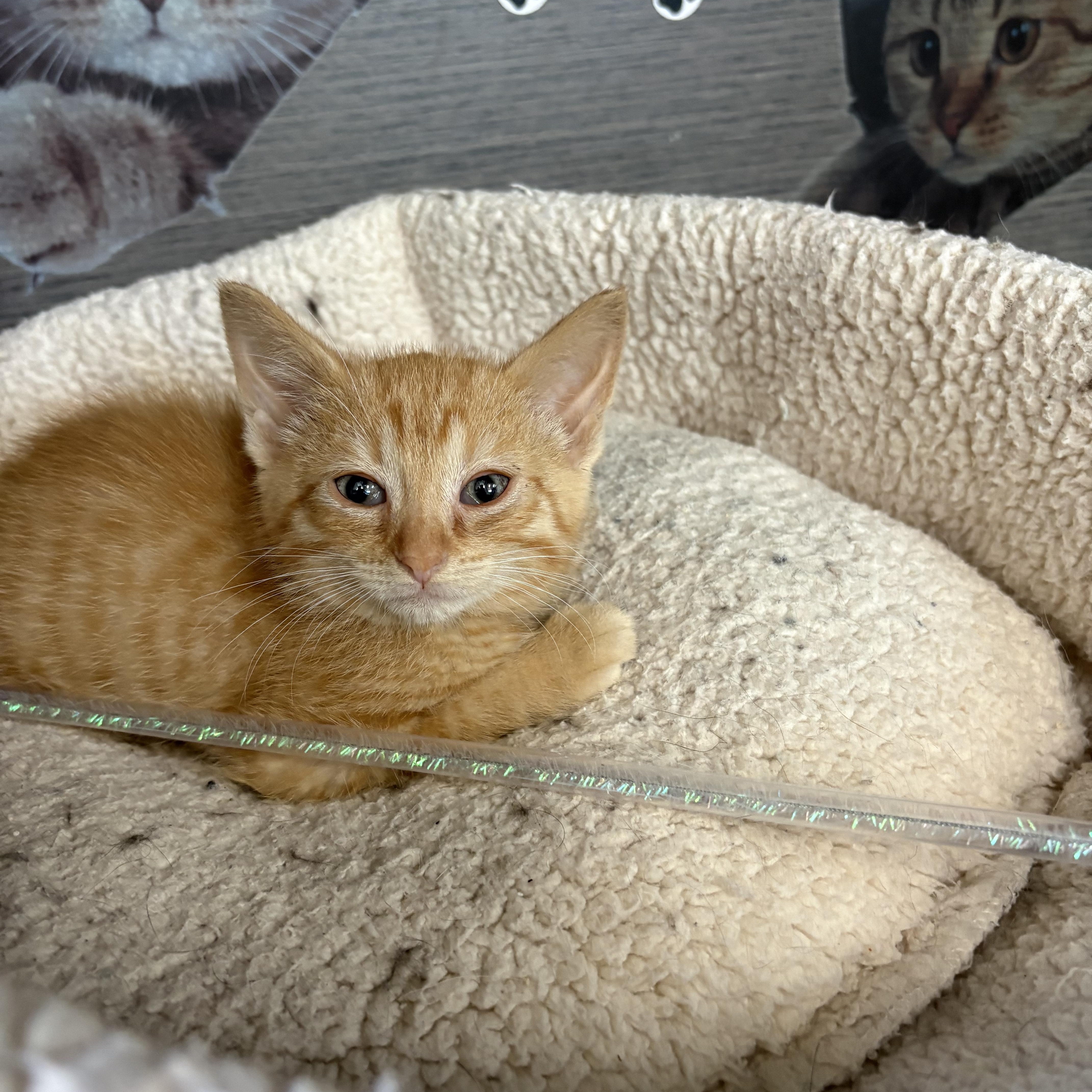 Duncan, ADOPTABLE, Kitten Male American Shorthair.