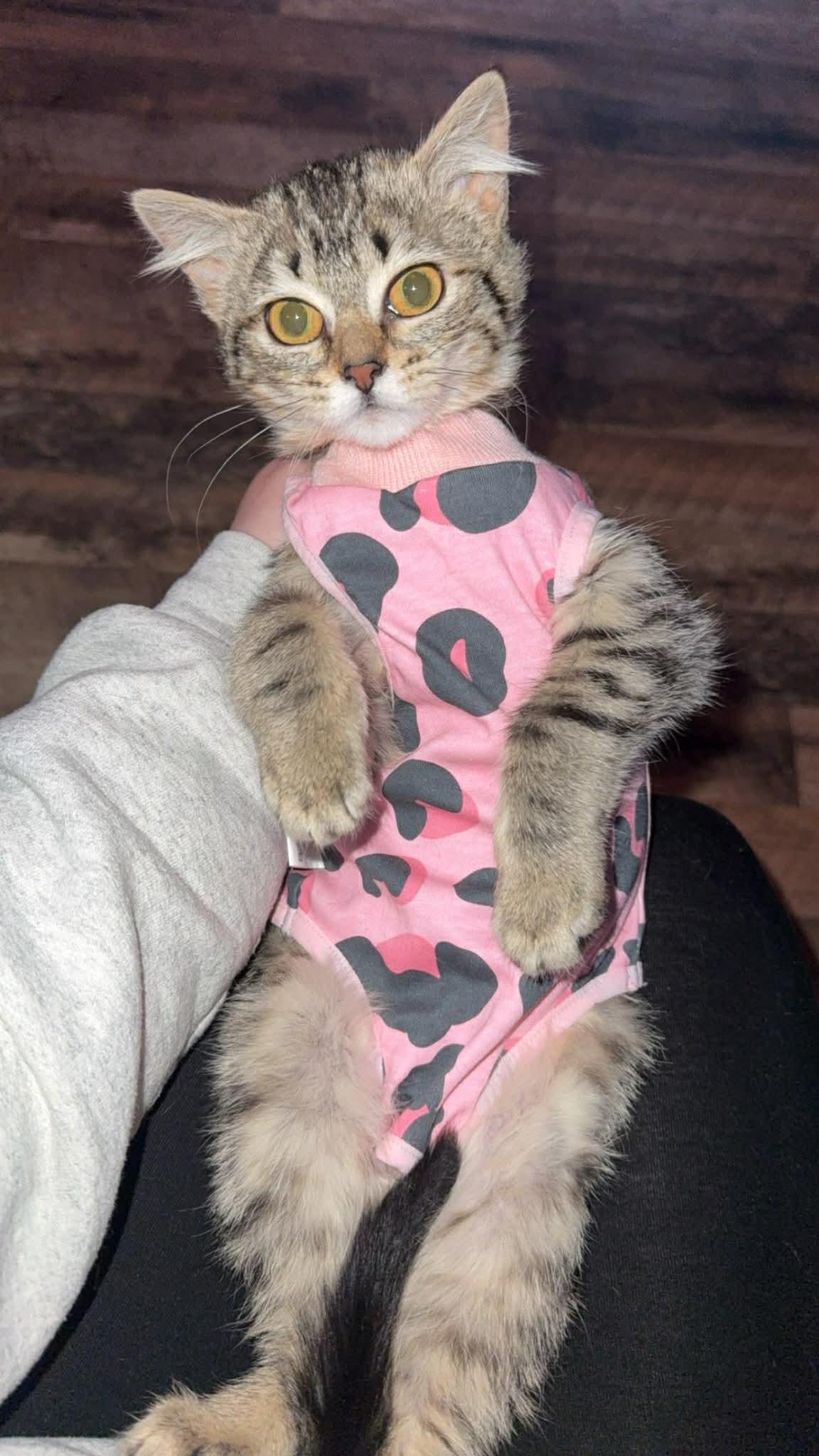 Pasta, Adoptable, Young Female Domestic Short Hair.