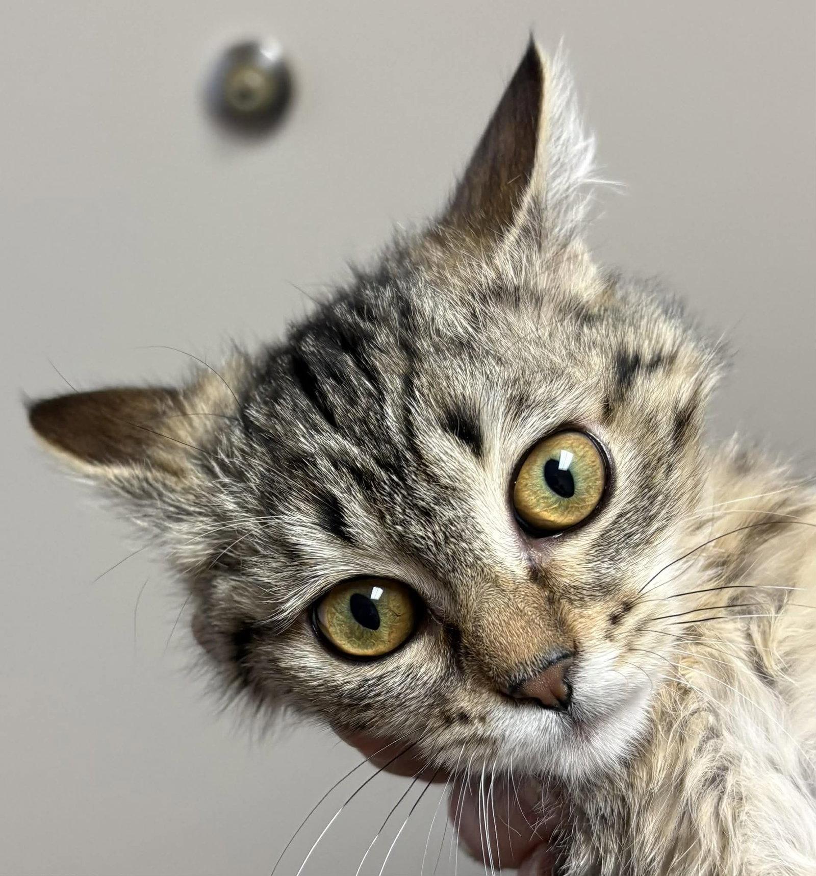 Enlarge Pasta, a Adoptable Domestic Short Hair in Dalzell, IL image 2/3