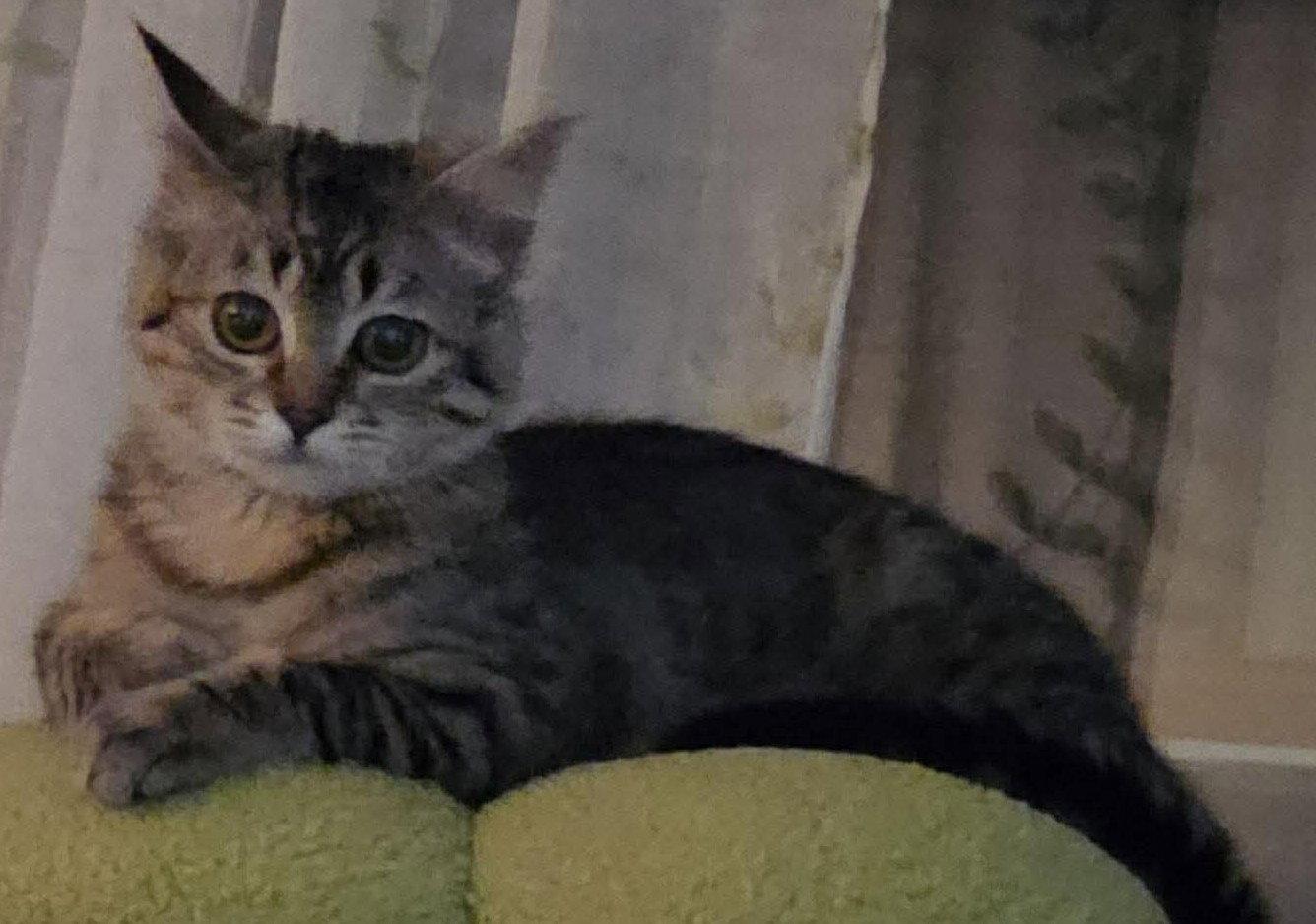 Enlarge Pasta, a Adoptable Domestic Short Hair in Dalzell, IL image 3/3