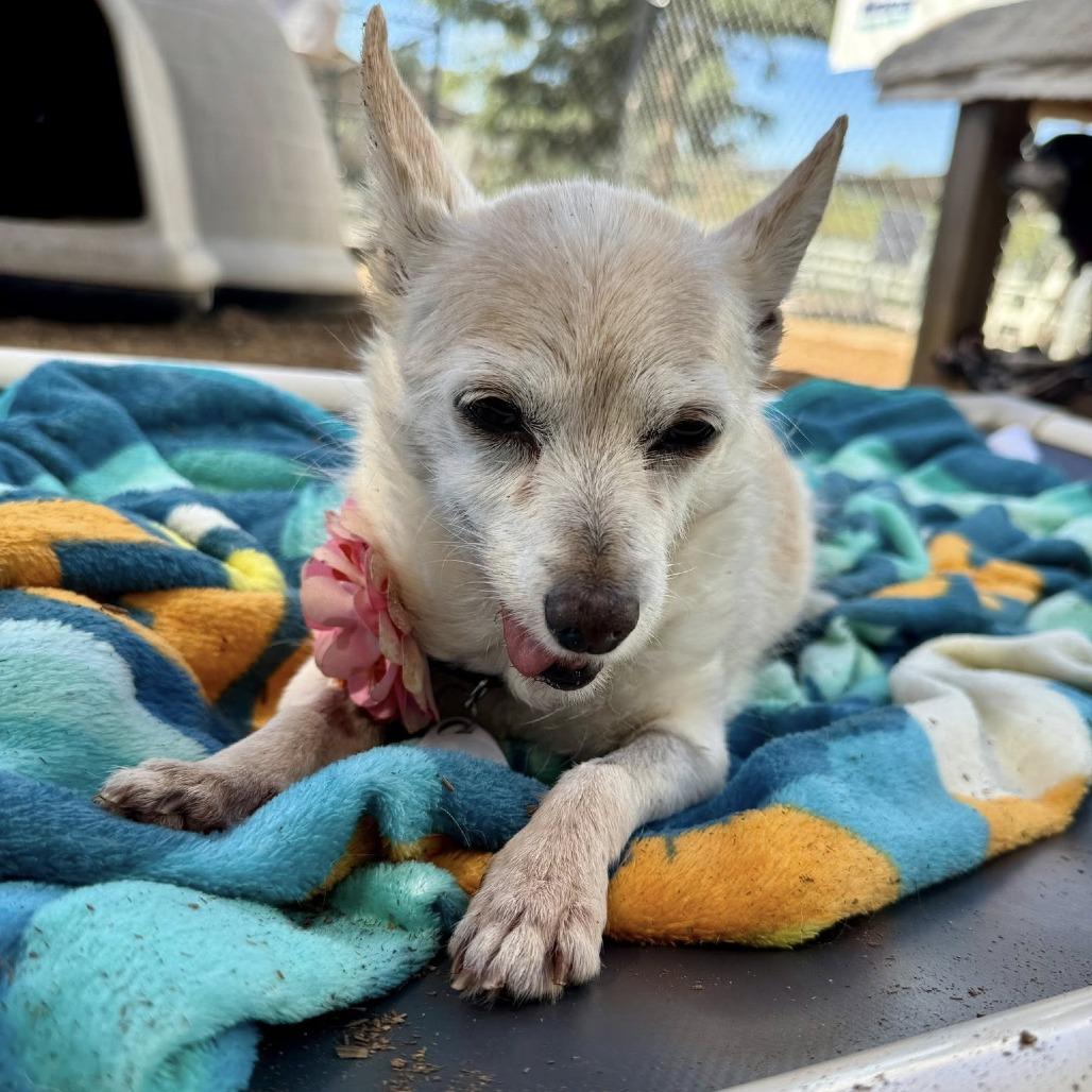 Lulu — thumbnail 3