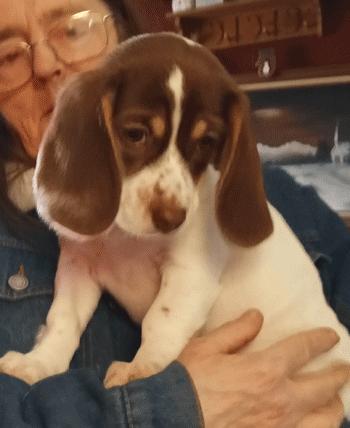 Rose, Adoptable, Puppy Female Beagle.