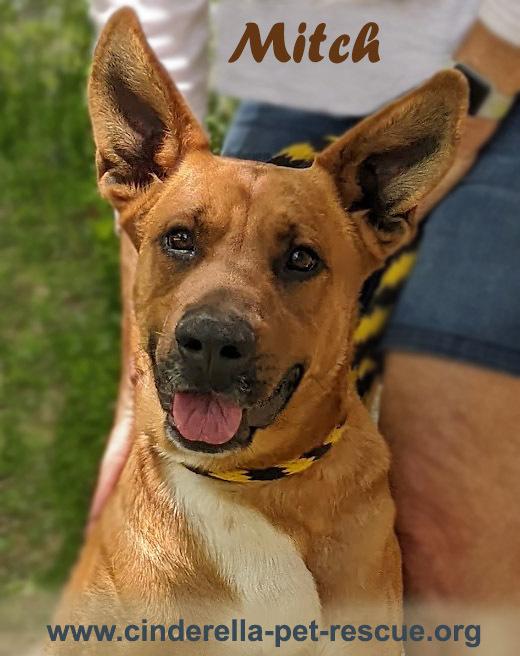 Mitch, a Adoptable mixed breed in Mission, TX image 1/3