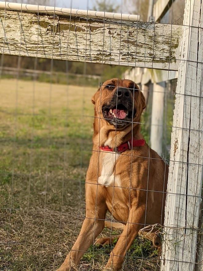 Mitch, a Adoptable mixed breed in Mission, TX image 2/3