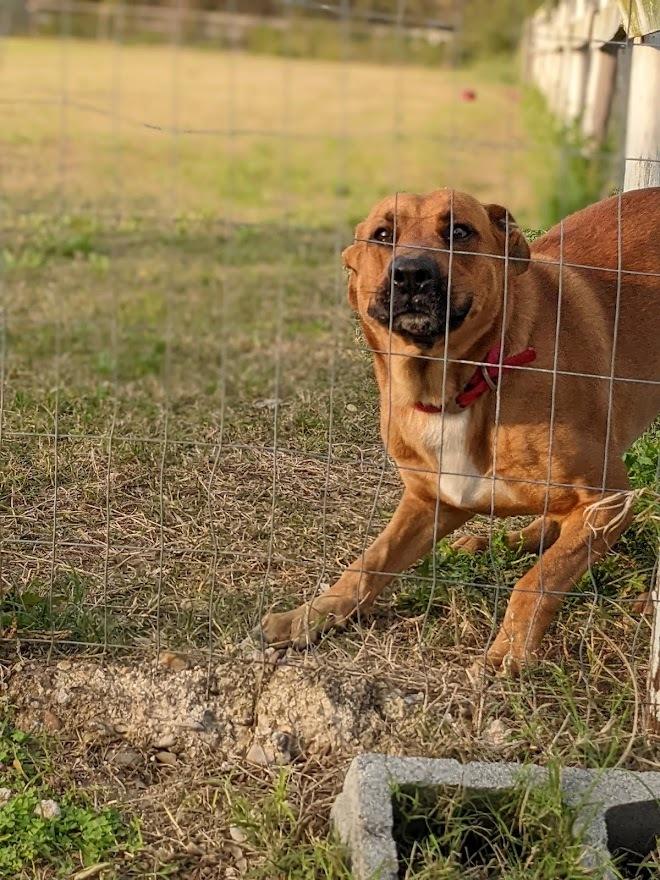 Mitch, a Adoptable mixed breed in Mission, TX image 3/3