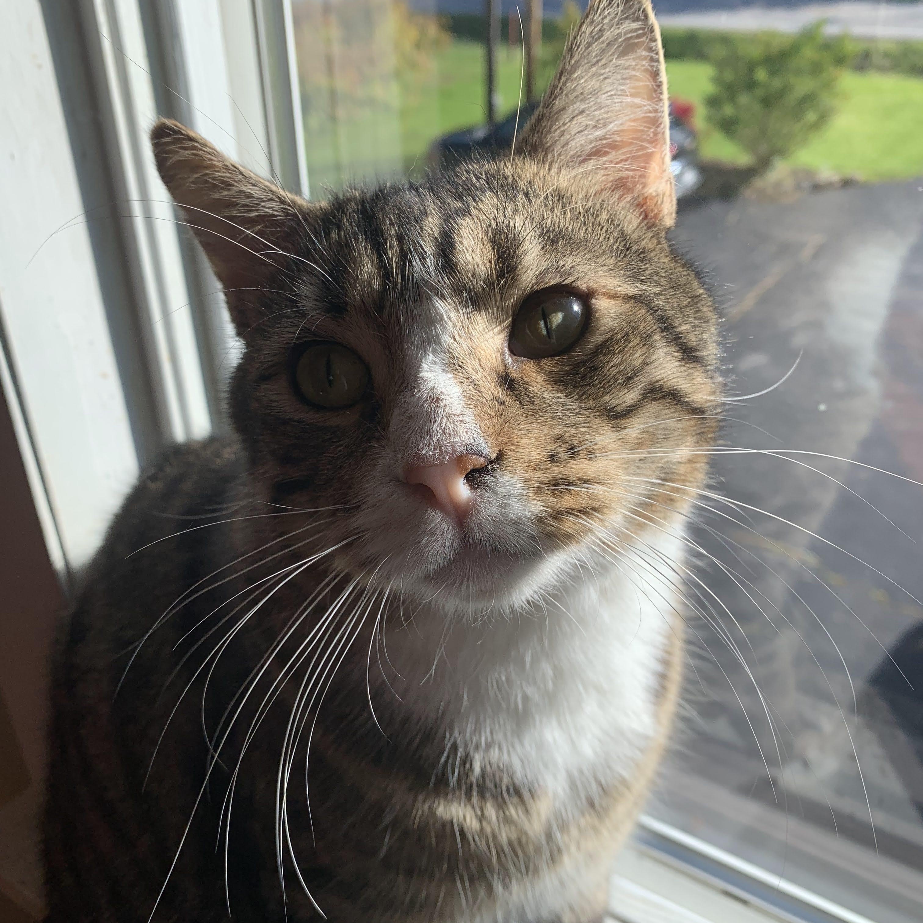 Kobe — thumbnail 3