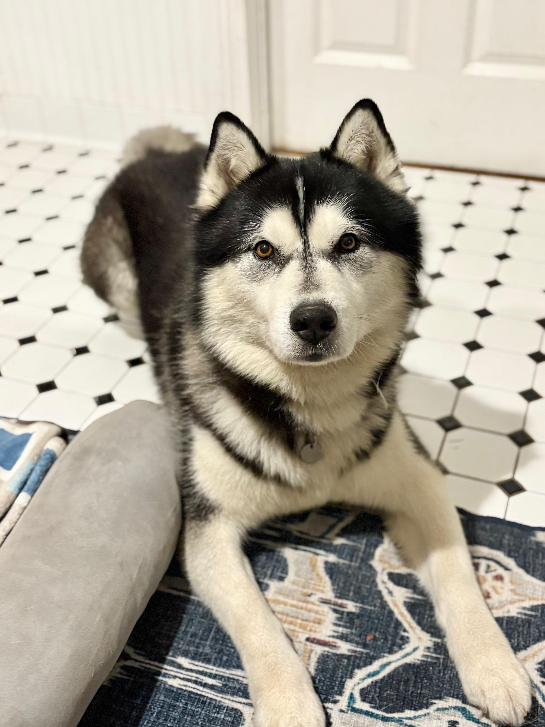 Enlarge ACe, a ADOPTABLE Siberian Husky in Campbell, CA image 2/3