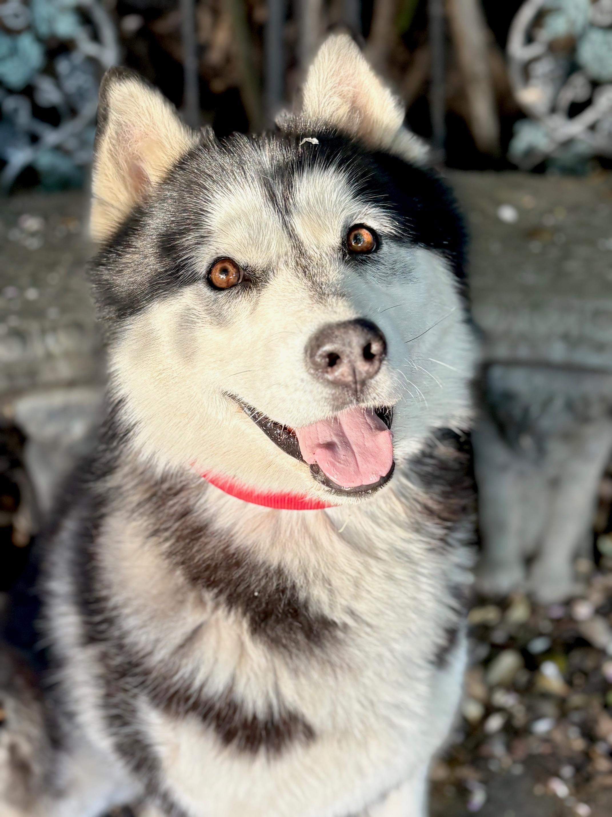 Enlarge ACe, a ADOPTABLE Siberian Husky in Campbell, CA image 1/5