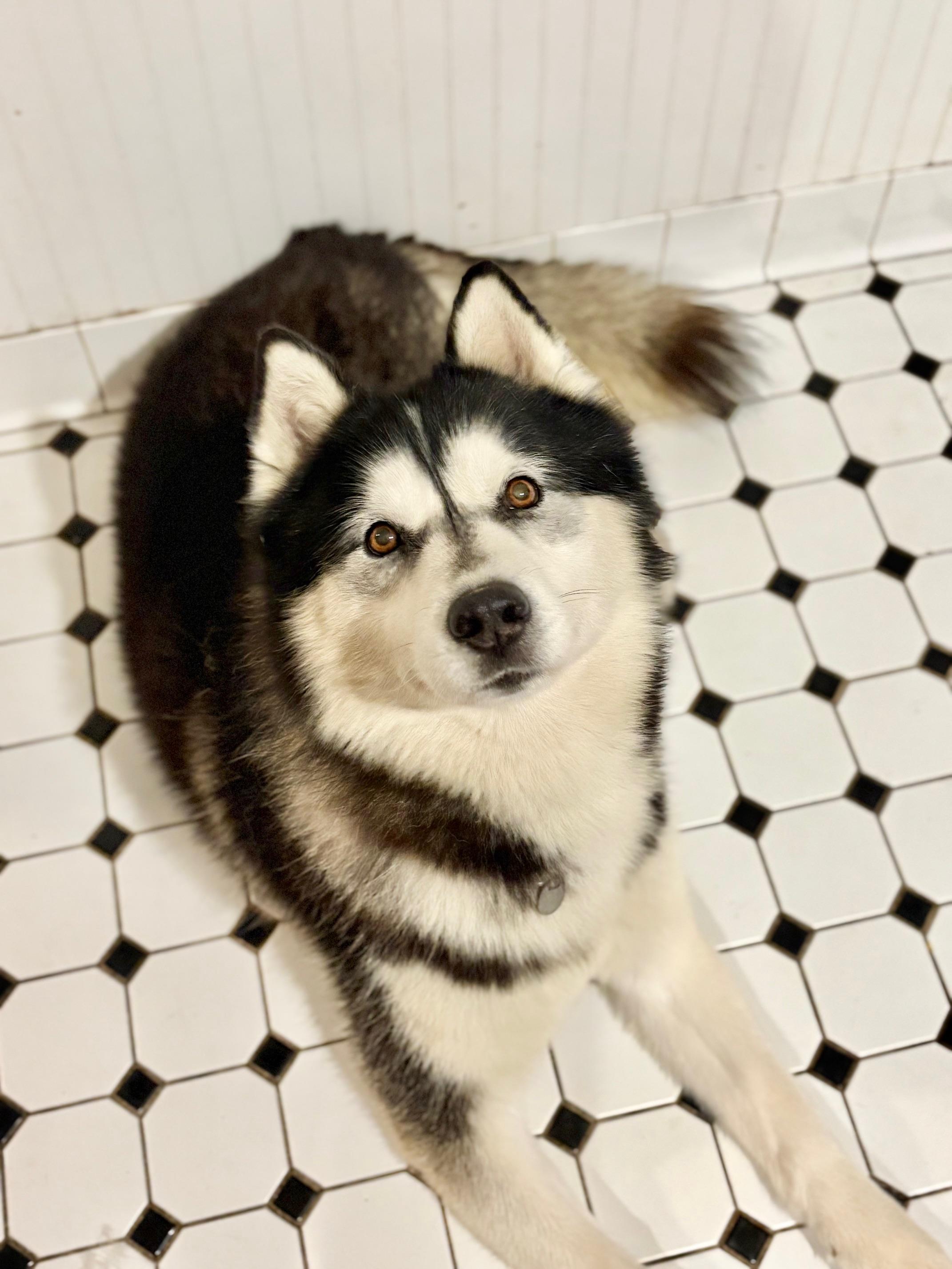 Enlarge ACe, a ADOPTABLE Siberian Husky in Campbell, CA image 3/3