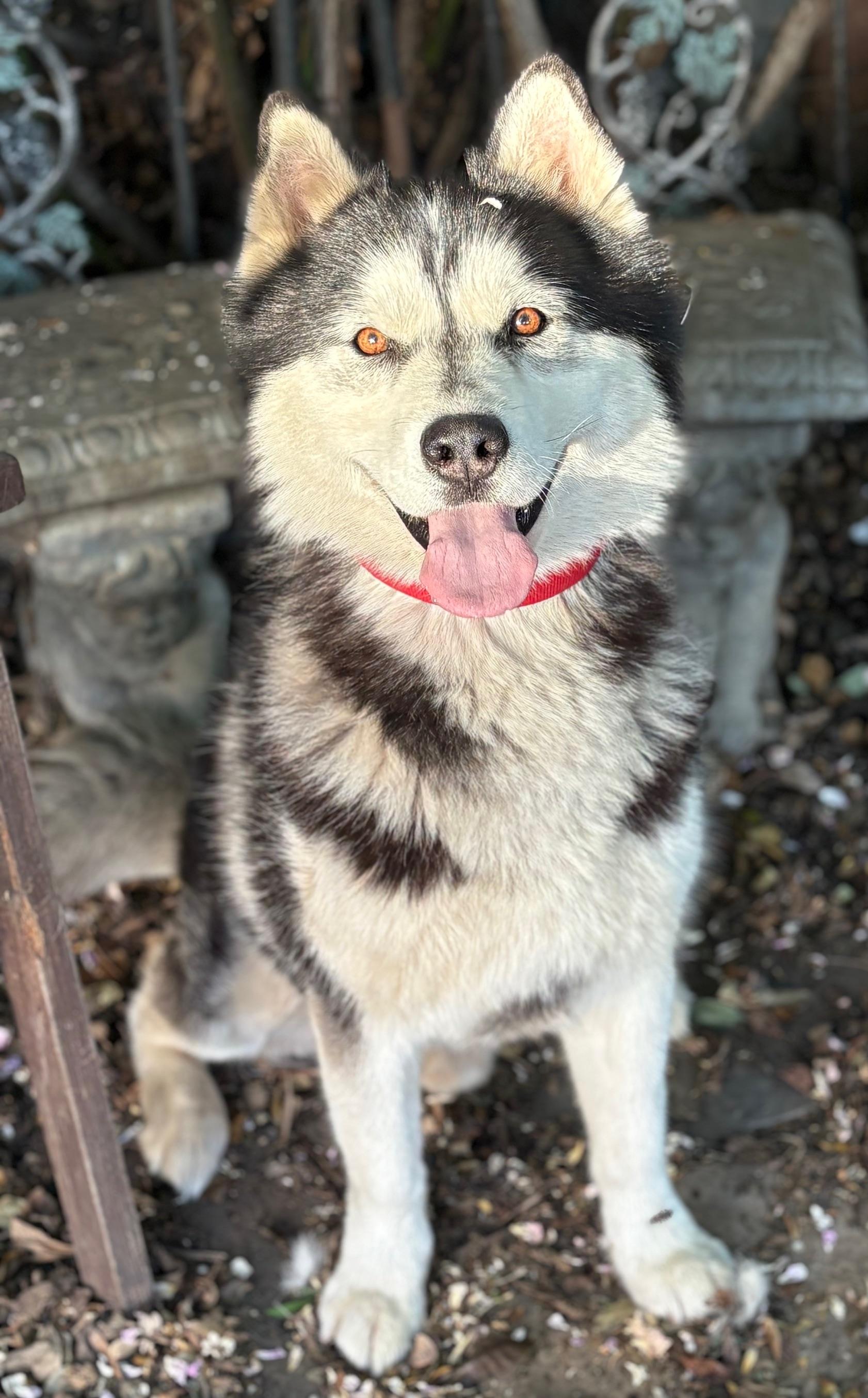 Enlarge ACe, a ADOPTABLE Siberian Husky in Campbell, CA image 2/5