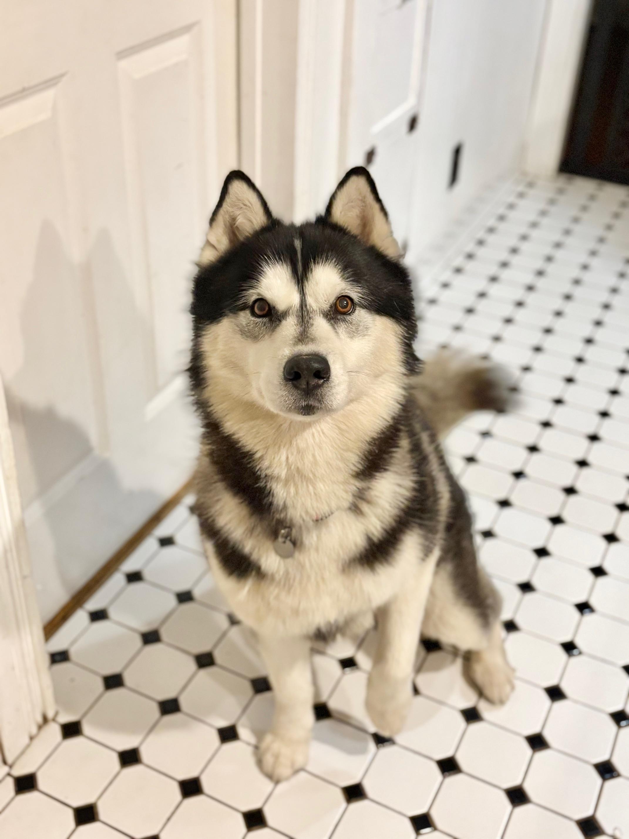 ACe, ADOPTABLE, Adult Male Siberian Husky.