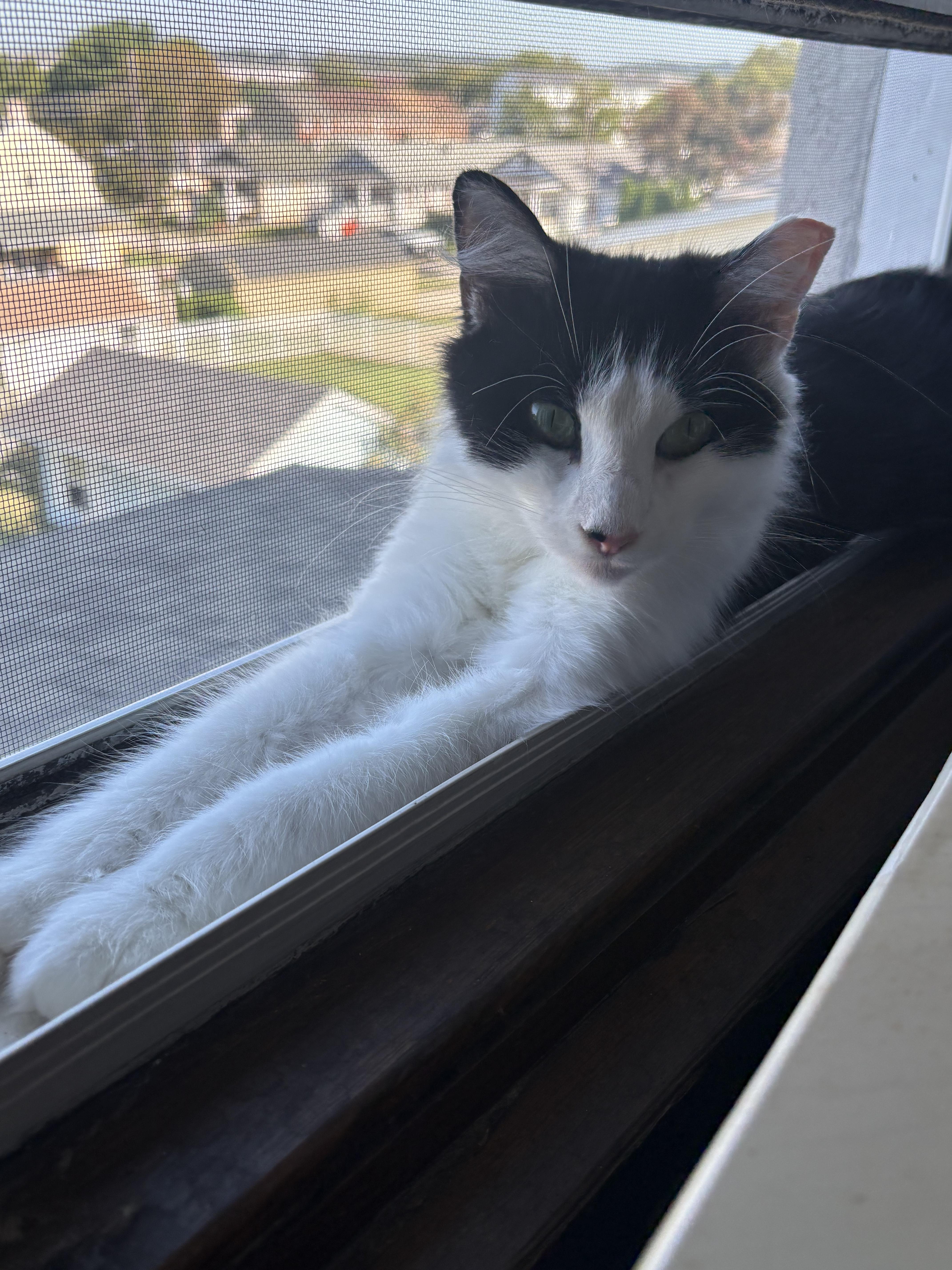 Enlarge Cookie, a Adoptable Domestic Short Hair in Cedars, PA image 2/2