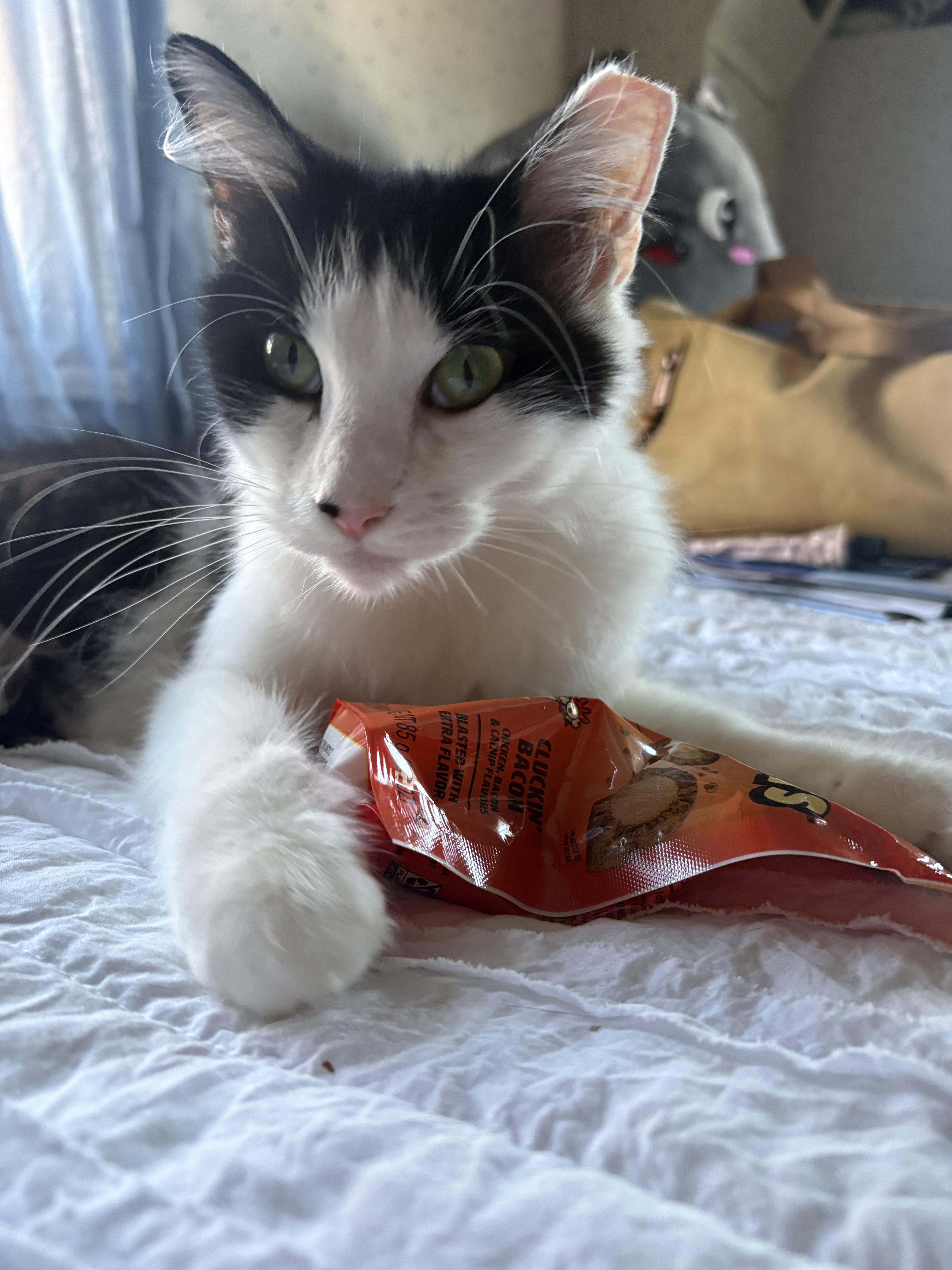 Enlarge Cookie, a Adoptable Domestic Short Hair in Cedars, PA image 1/2