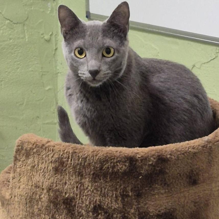 Jim, Adoptable, Young Male Domestic Short Hair.