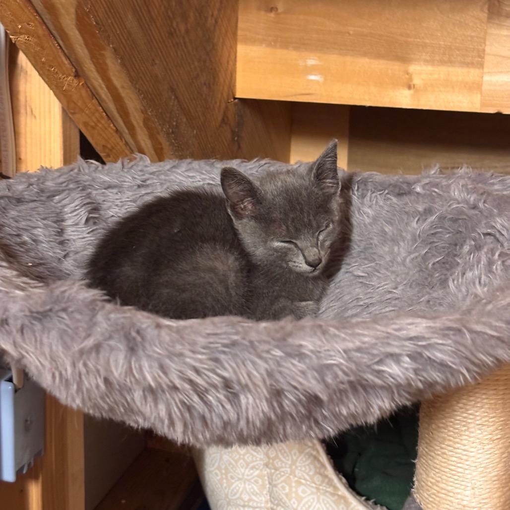 Enlarge Jim, a Adoptable Domestic Short Hair in Mount Juliet, TN image 2/5