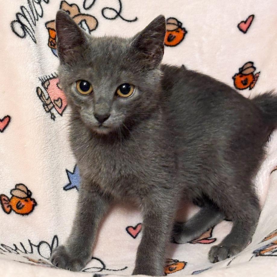 Enlarge Jim, a Adoptable Domestic Short Hair in Mount Juliet, TN image 3/5