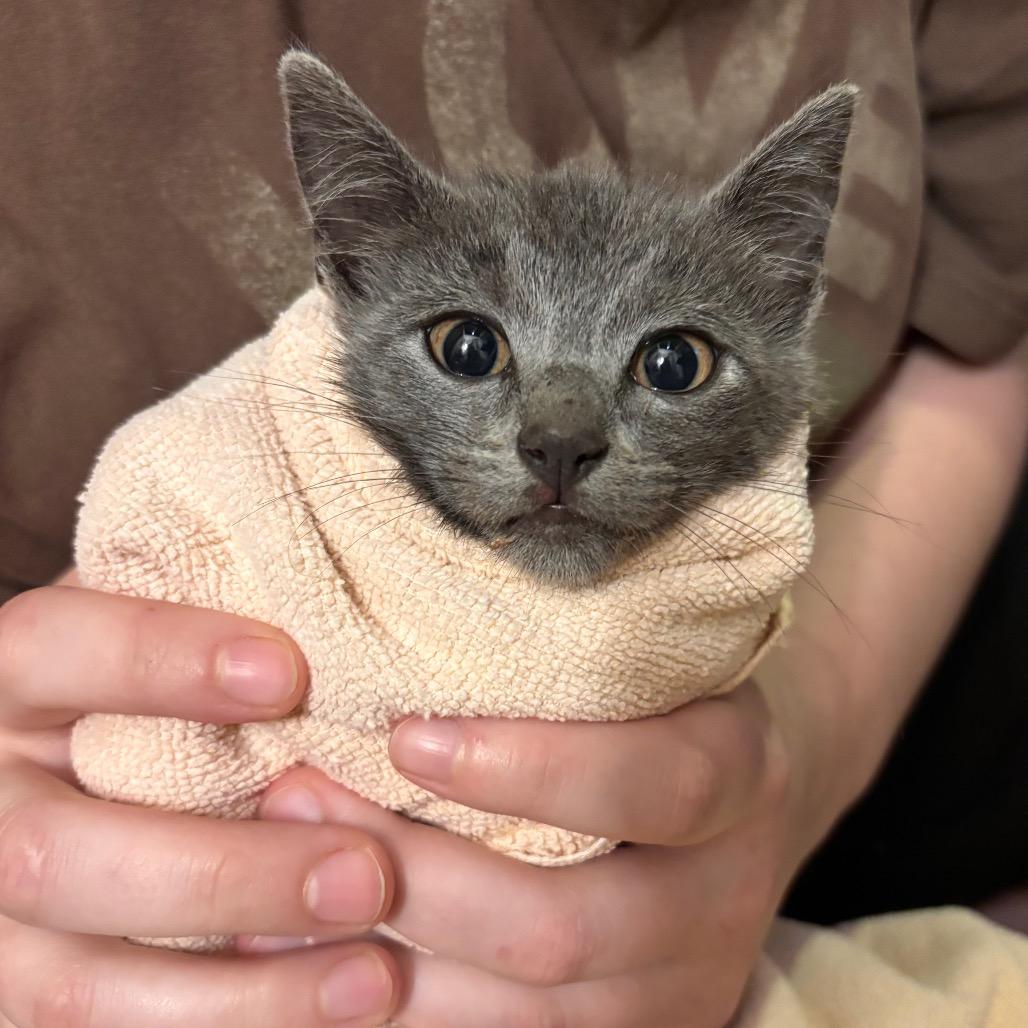 Enlarge Jim, a Adoptable Domestic Short Hair in Mount Juliet, TN image 4/5