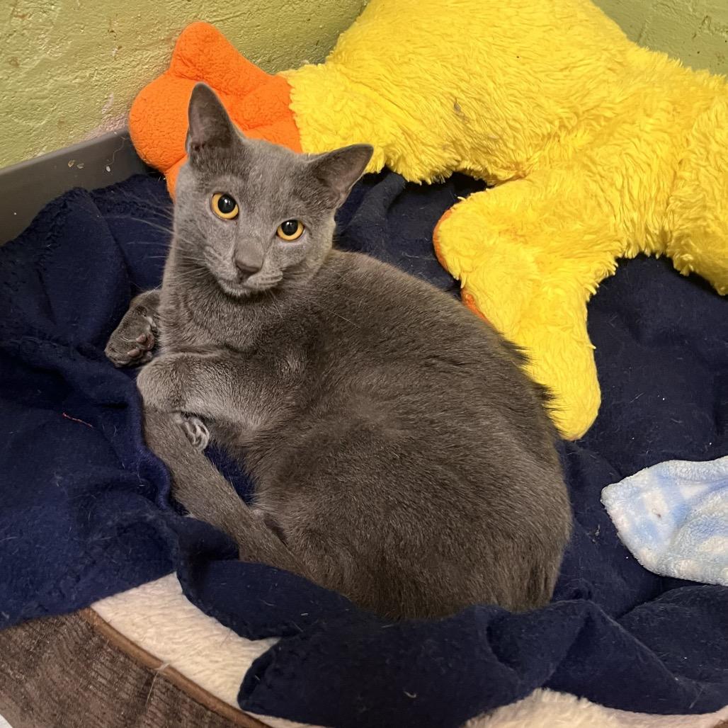 Enlarge Jim, a Adoptable Domestic Short Hair in Mount Juliet, TN image 5/5