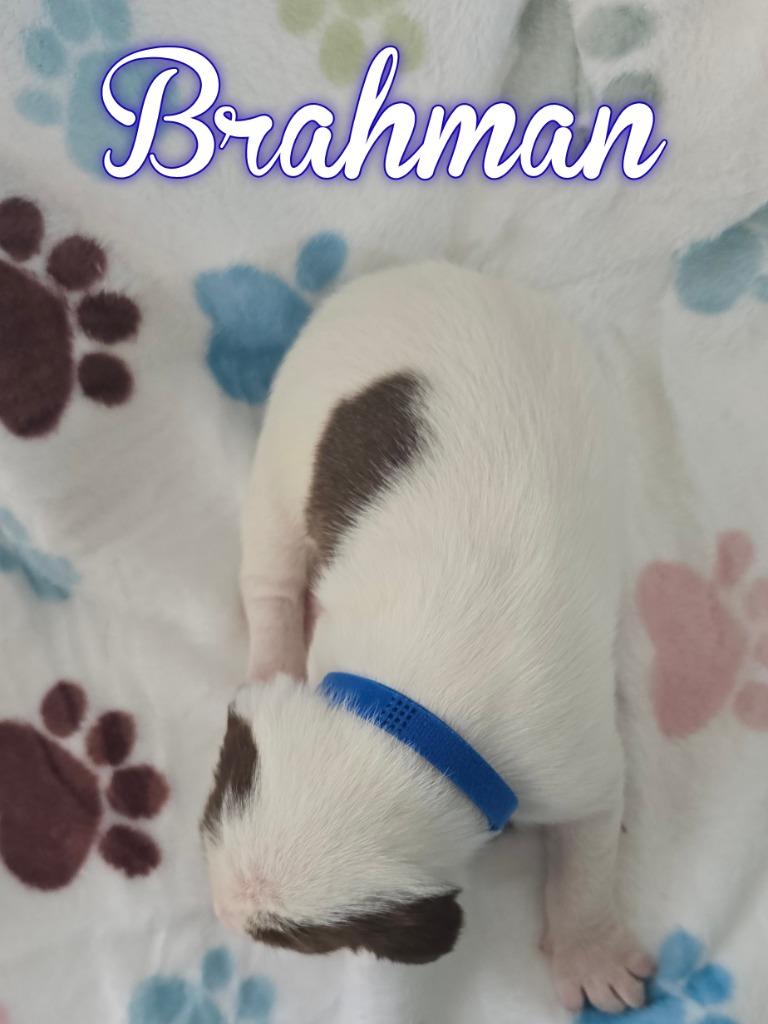 Brahman, Adoptable, Puppy Male German Shorthaired Pointer & Beagle.