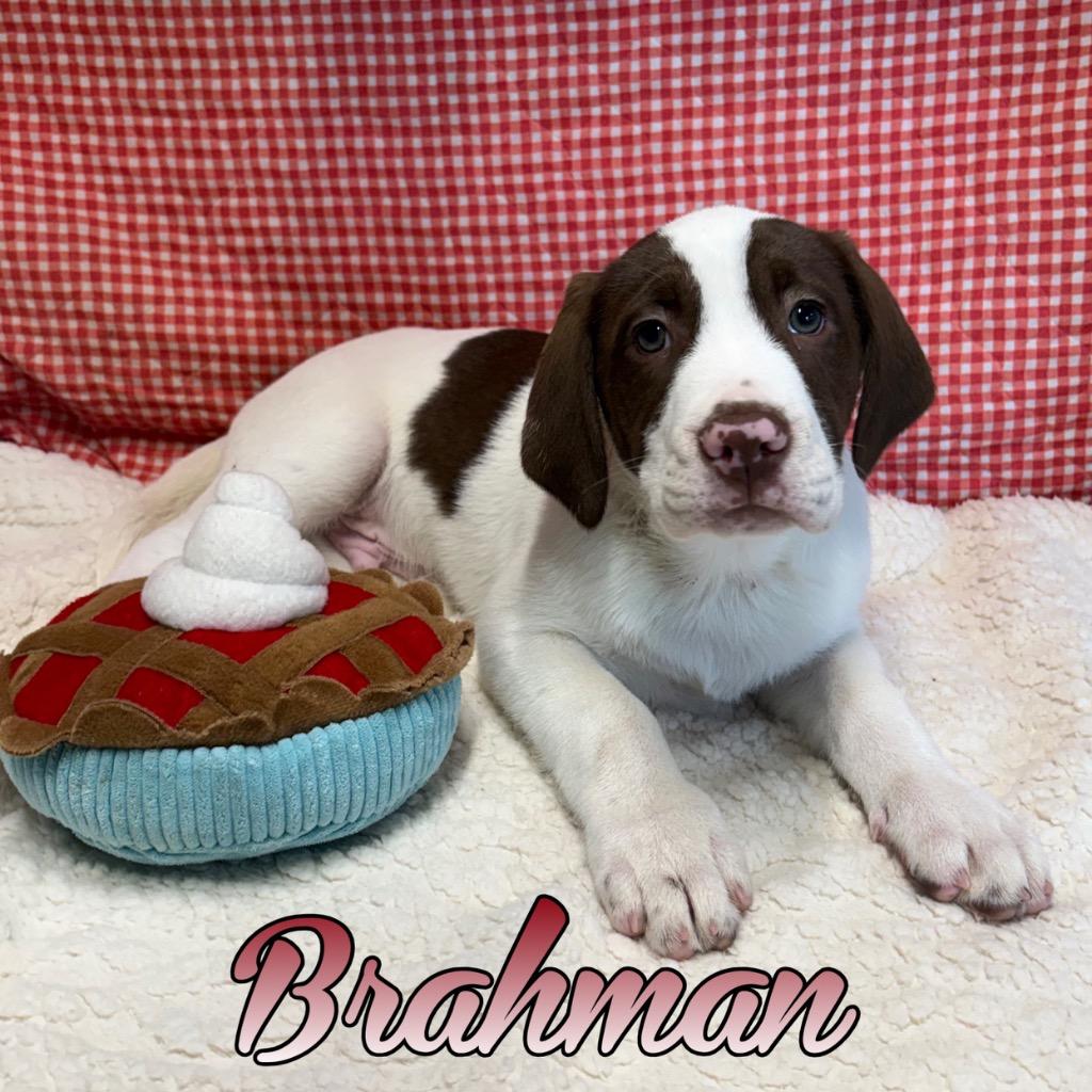 Enlarge Brahman, a Adoptable mixed breed in Hillsboro, OH image 2/4