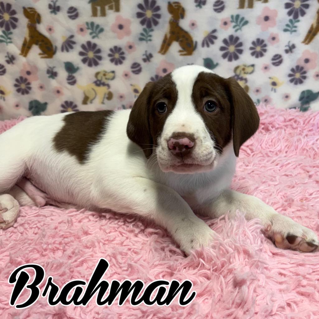 Enlarge Brahman, a Adoptable mixed breed in Hillsboro, OH image 3/4