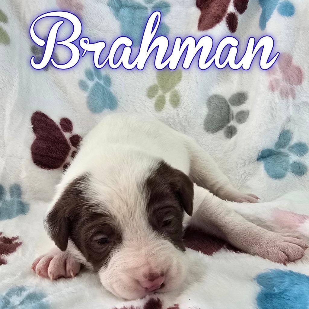 Enlarge Brahman, a Adoptable mixed breed in Hillsboro, OH image 4/4