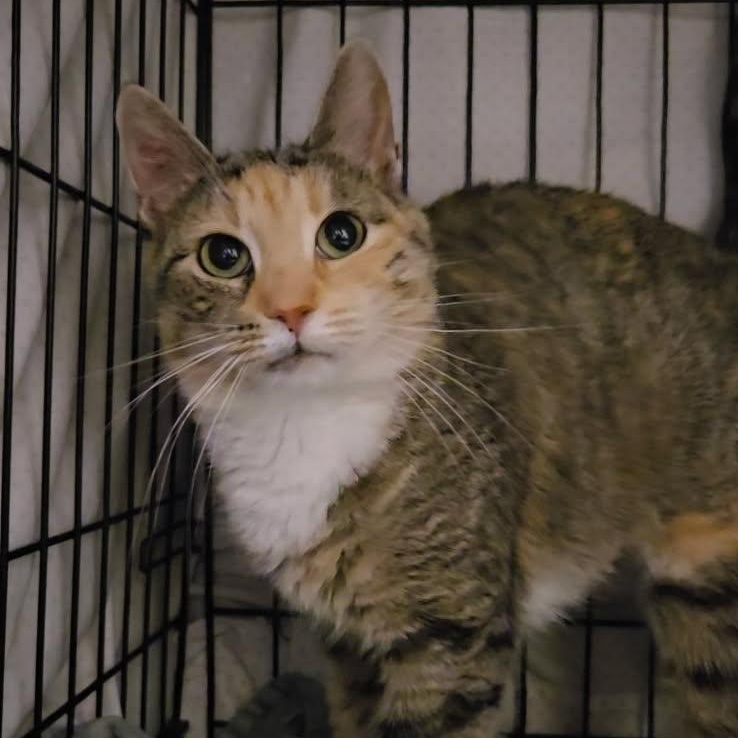 Penelope Rose, Young Female Domestic Short Hair