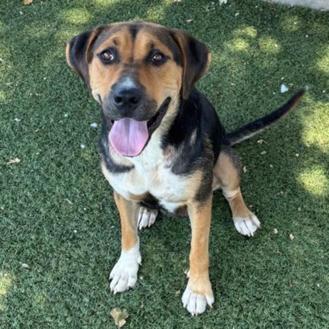 Ann, ADOPTABLE, Young Female Hound.