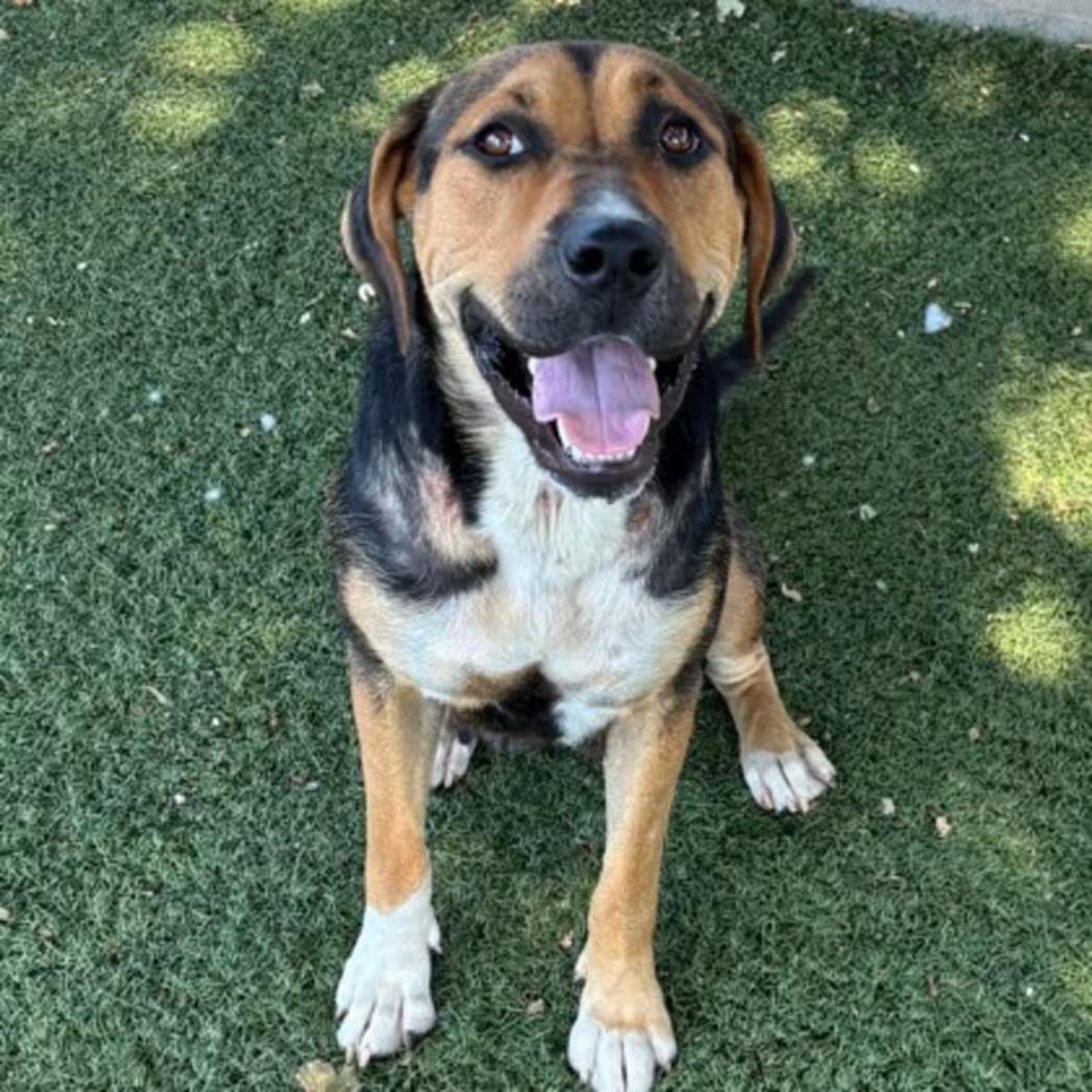 Ann, a ADOPTABLE mixed breed in Red Bluff, CA image 2/2