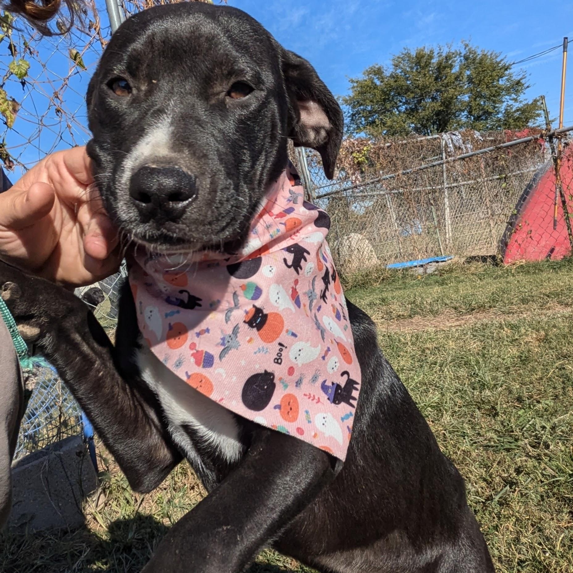 Enlarge Flower, a Adoptable mixed breed in Newport, AR image 6/6