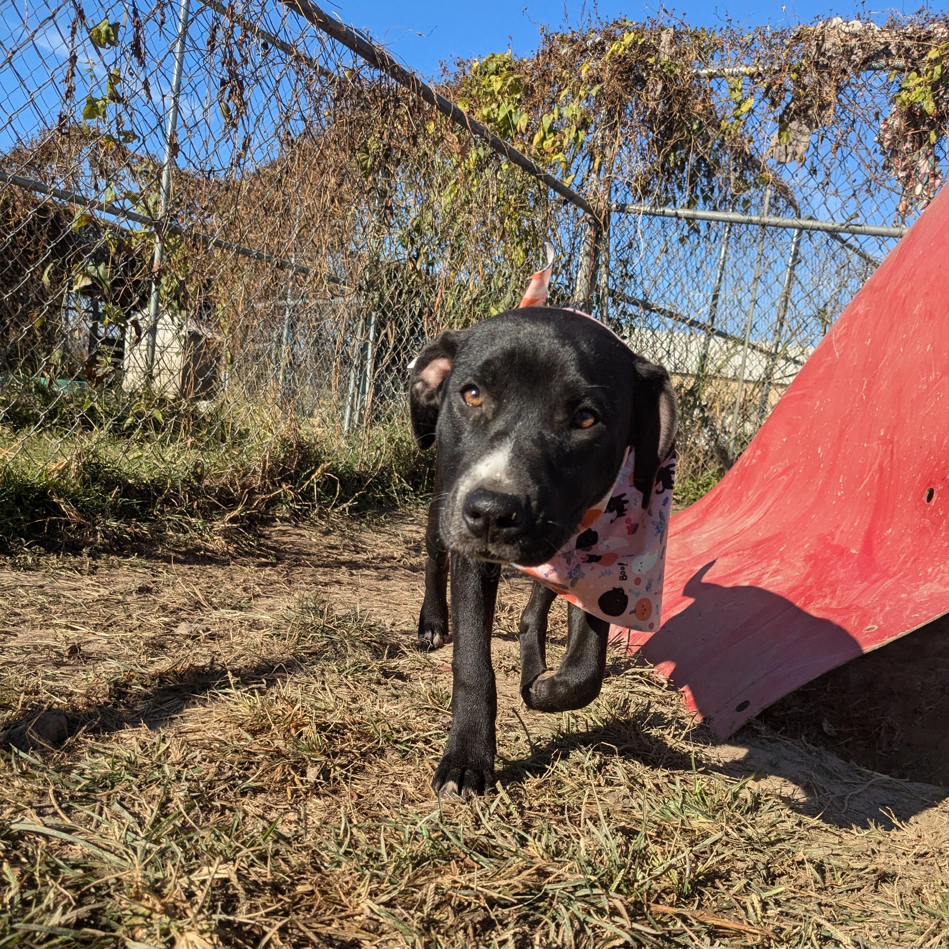 Enlarge Flower, a Adoptable mixed breed in Newport, AR image 5/6