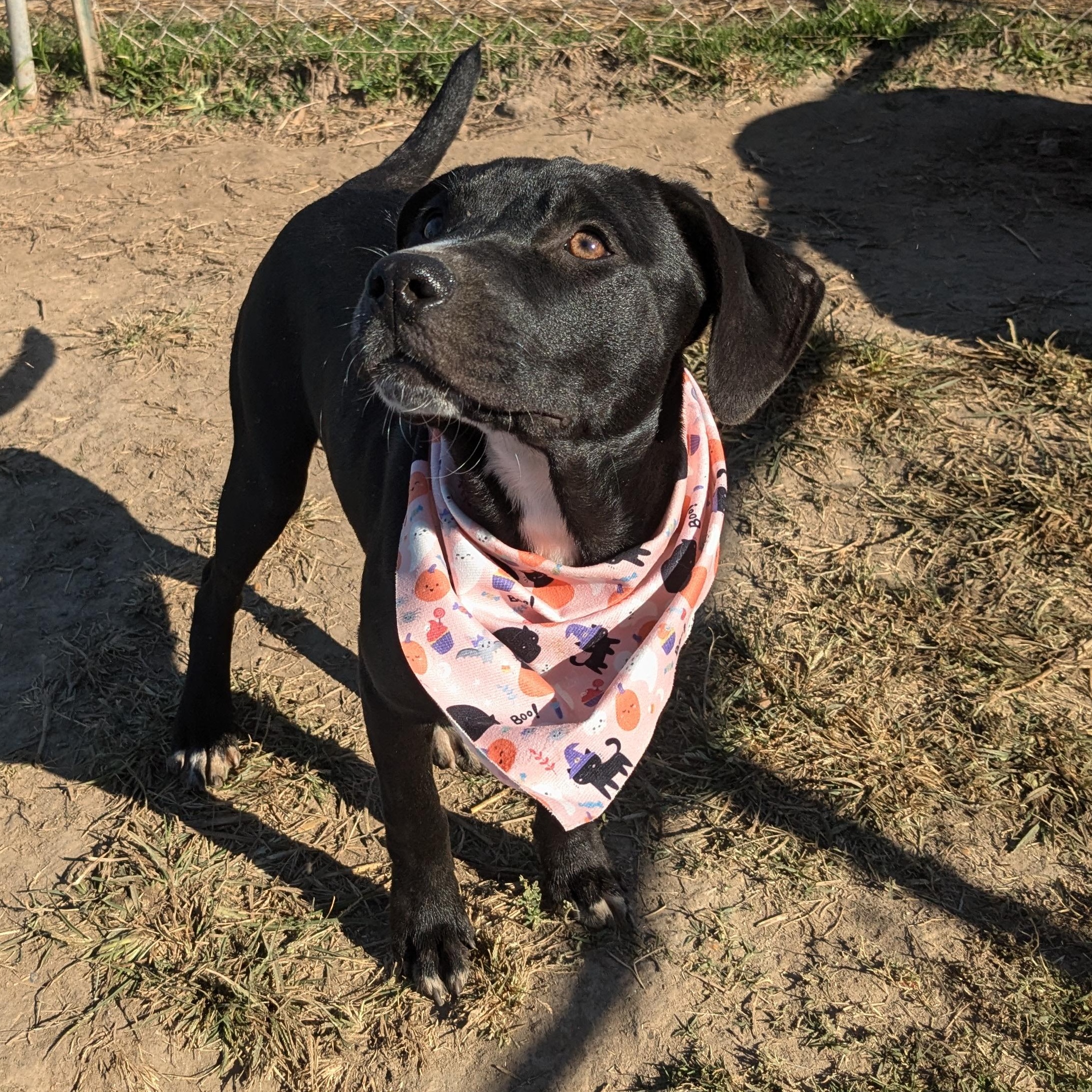 Enlarge Flower, a Adoptable mixed breed in Newport, AR image 3/6