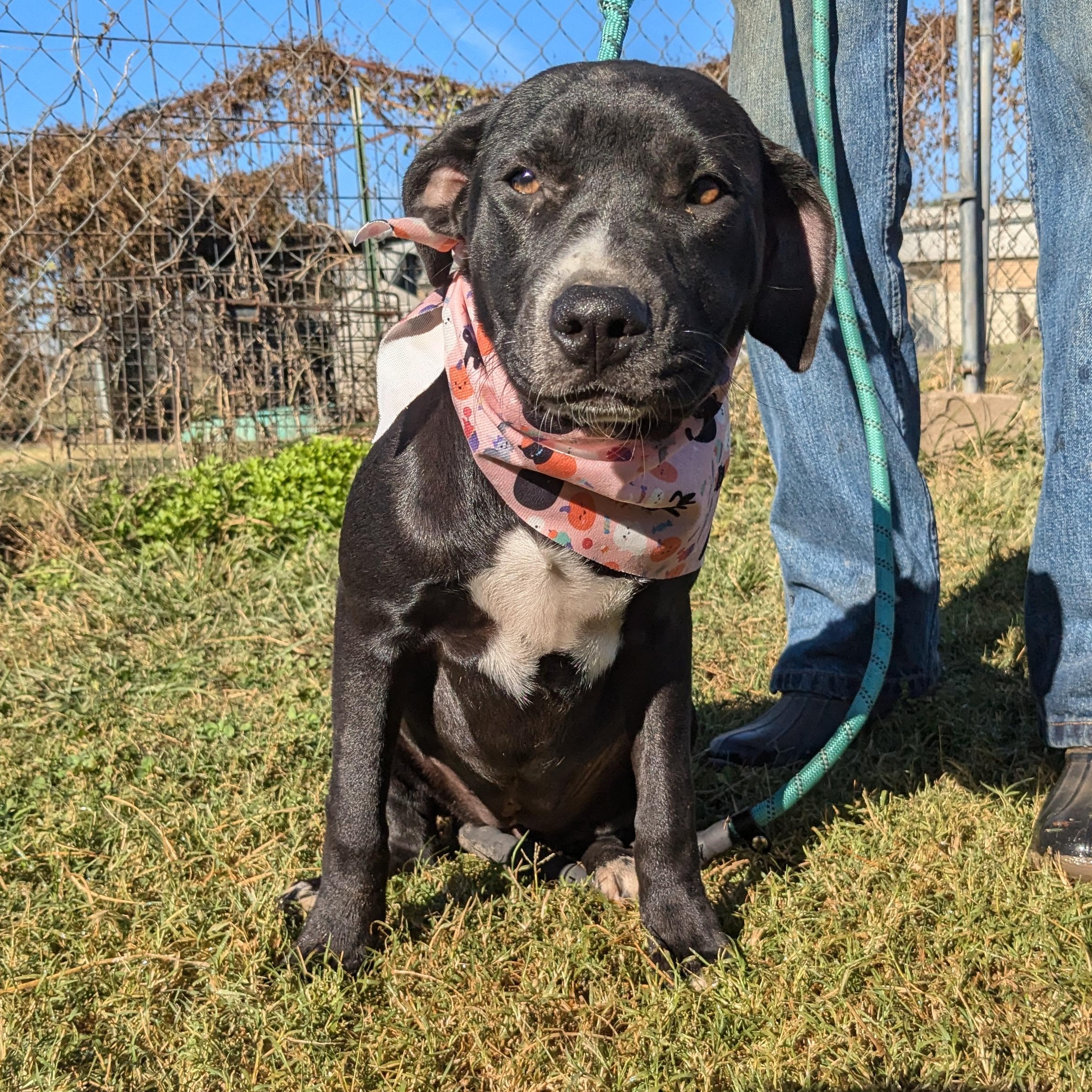 Enlarge Flower, a Adoptable mixed breed in Newport, AR image 4/6