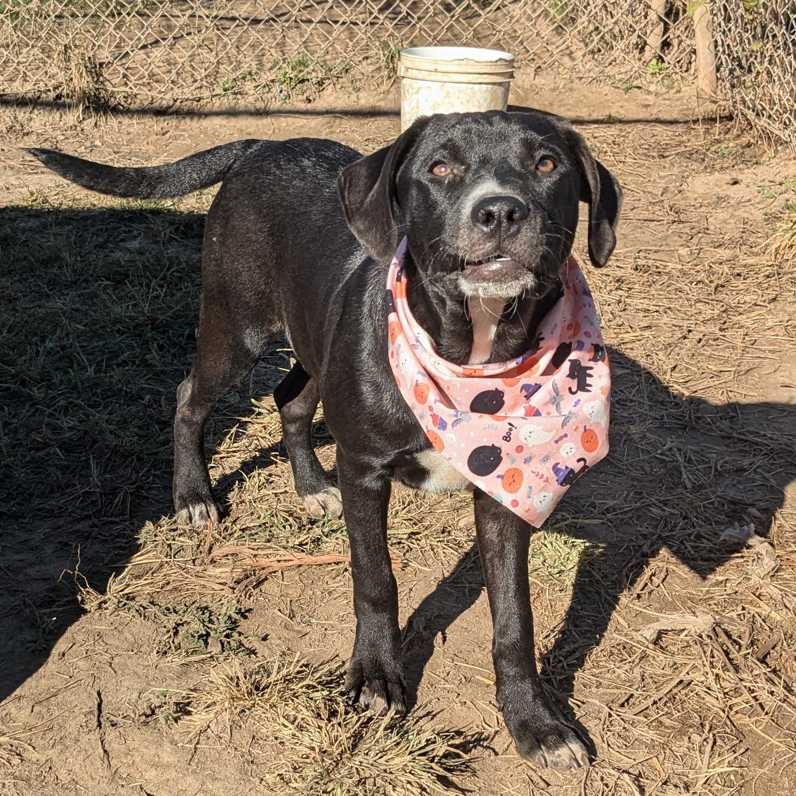 Flower, Adoptable, Young Female Black Labrador Retriever.