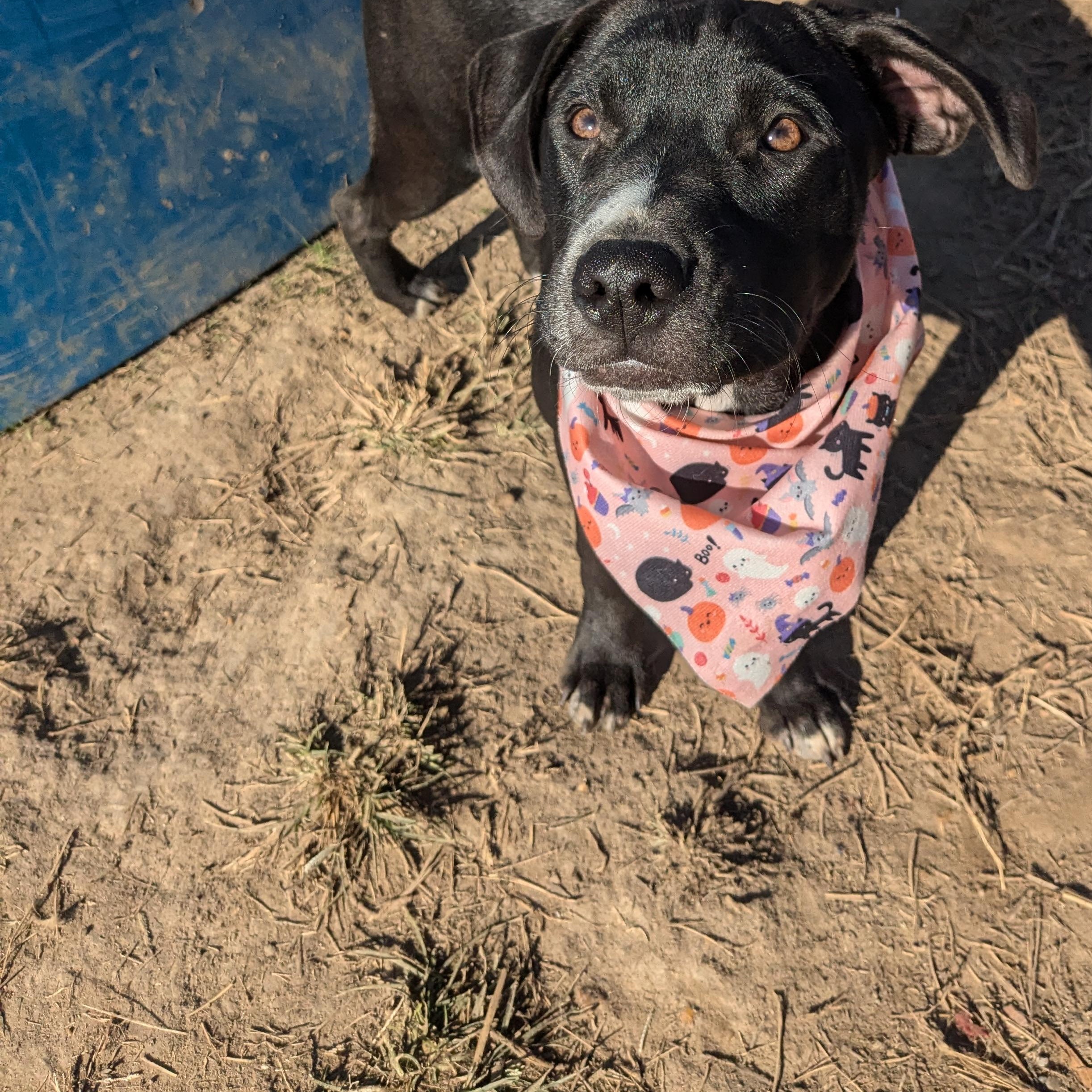 Enlarge Flower, a Adoptable mixed breed in Newport, AR image 2/6