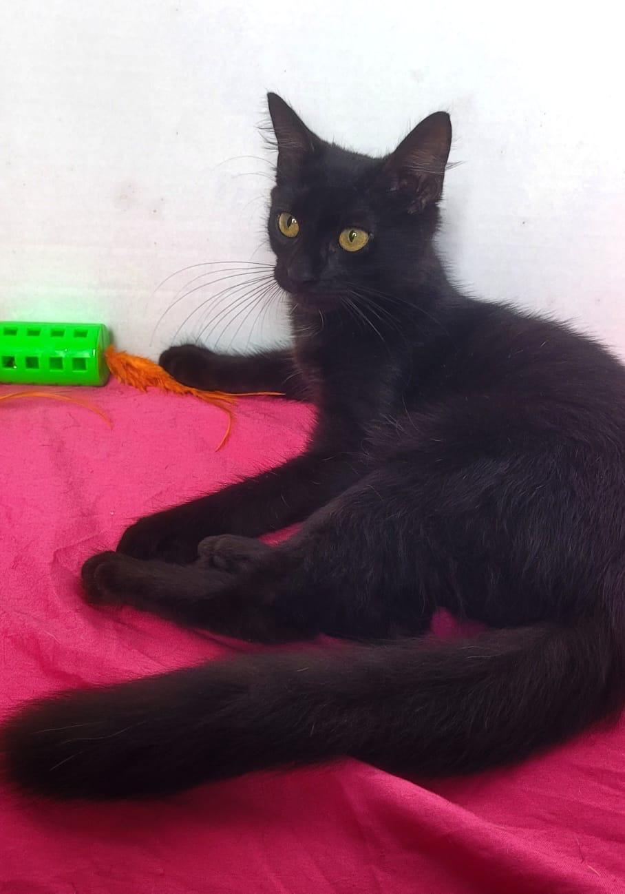 Juliana, a Adoptable American Shorthair in Yonkers, NY image 5/5