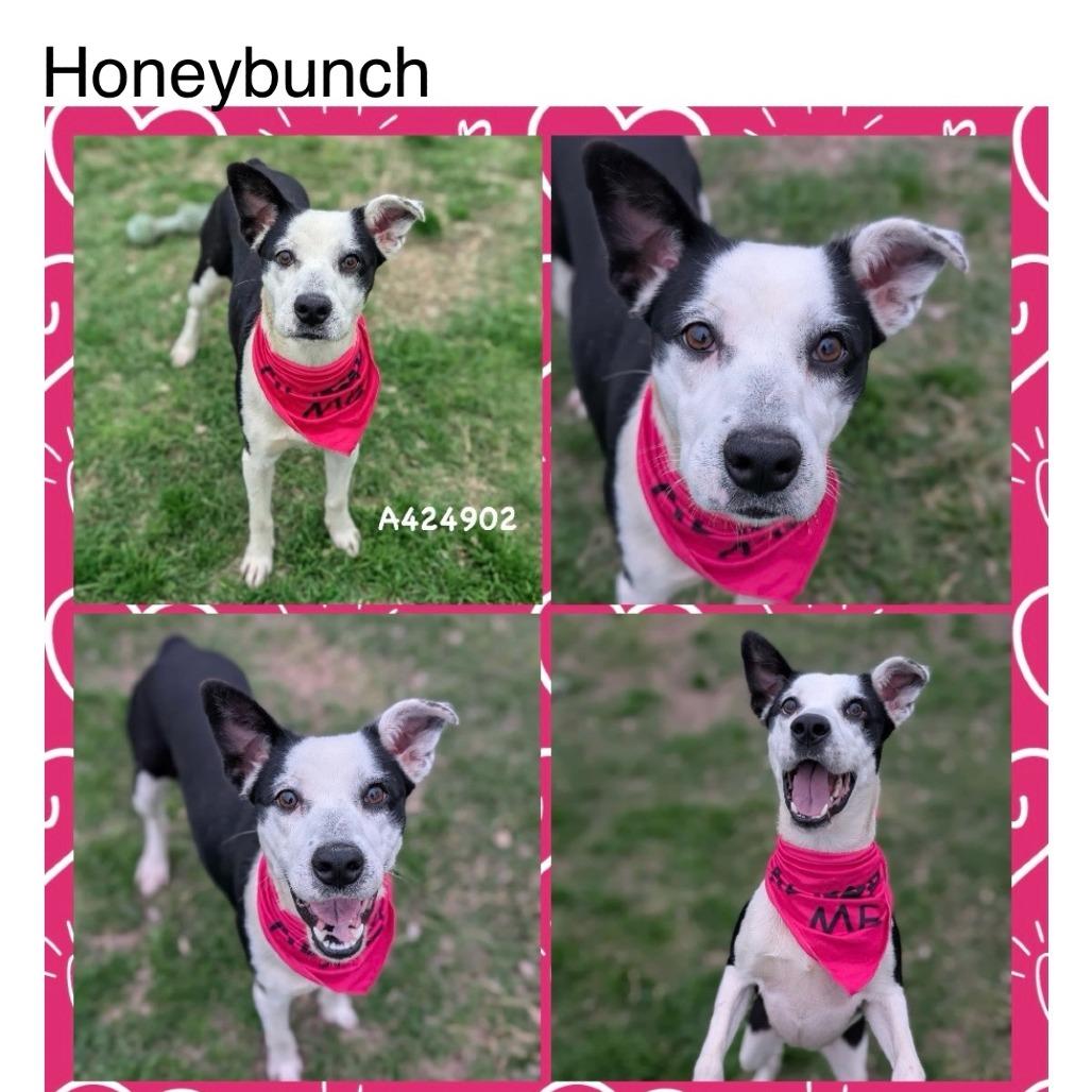 Honeybunch, Adoptable, Adult Female Mixed Breed & None.