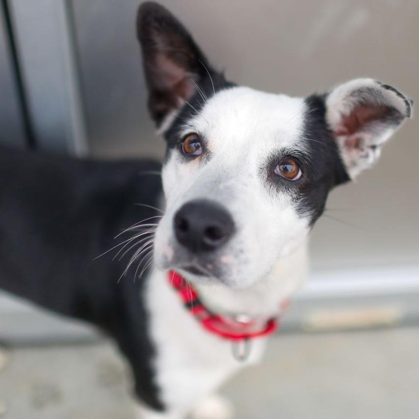 Honeybunch, a Adoptable Mixed Breed in Dover, NH image 2/6