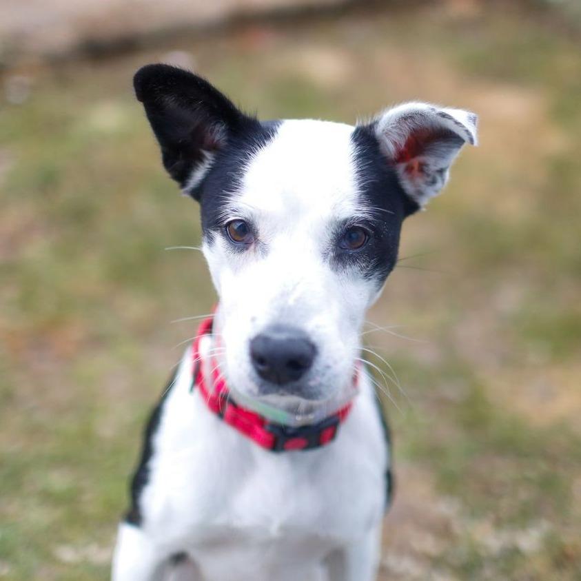 Honeybunch, a Adoptable Mixed Breed in Dover, NH image 3/6