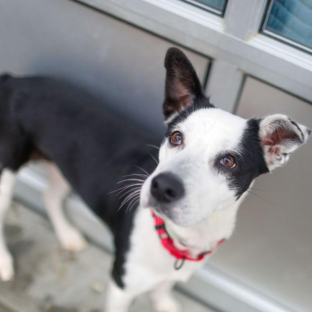 Honeybunch, a Adoptable Mixed Breed in Dover, NH image 4/6