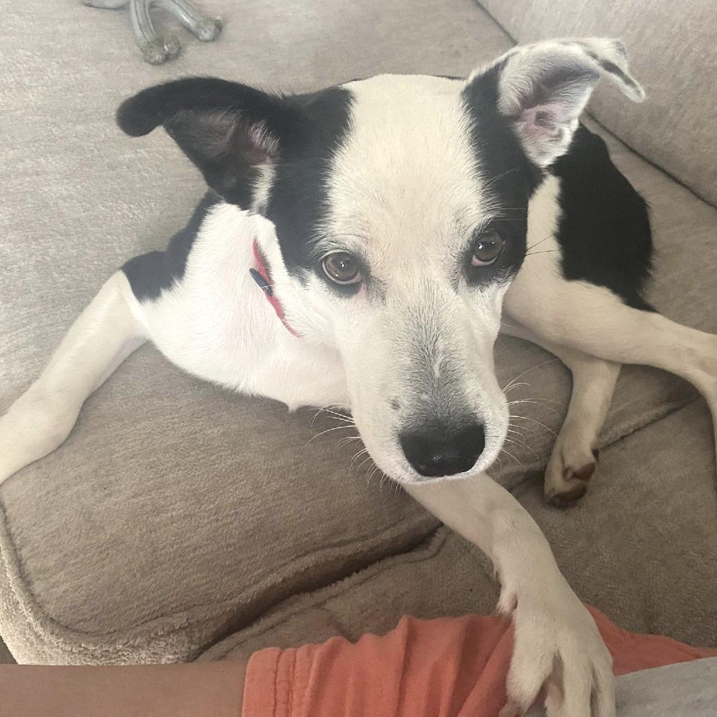 Honeybunch, a Adoptable Mixed Breed in Dover, NH image 6/6