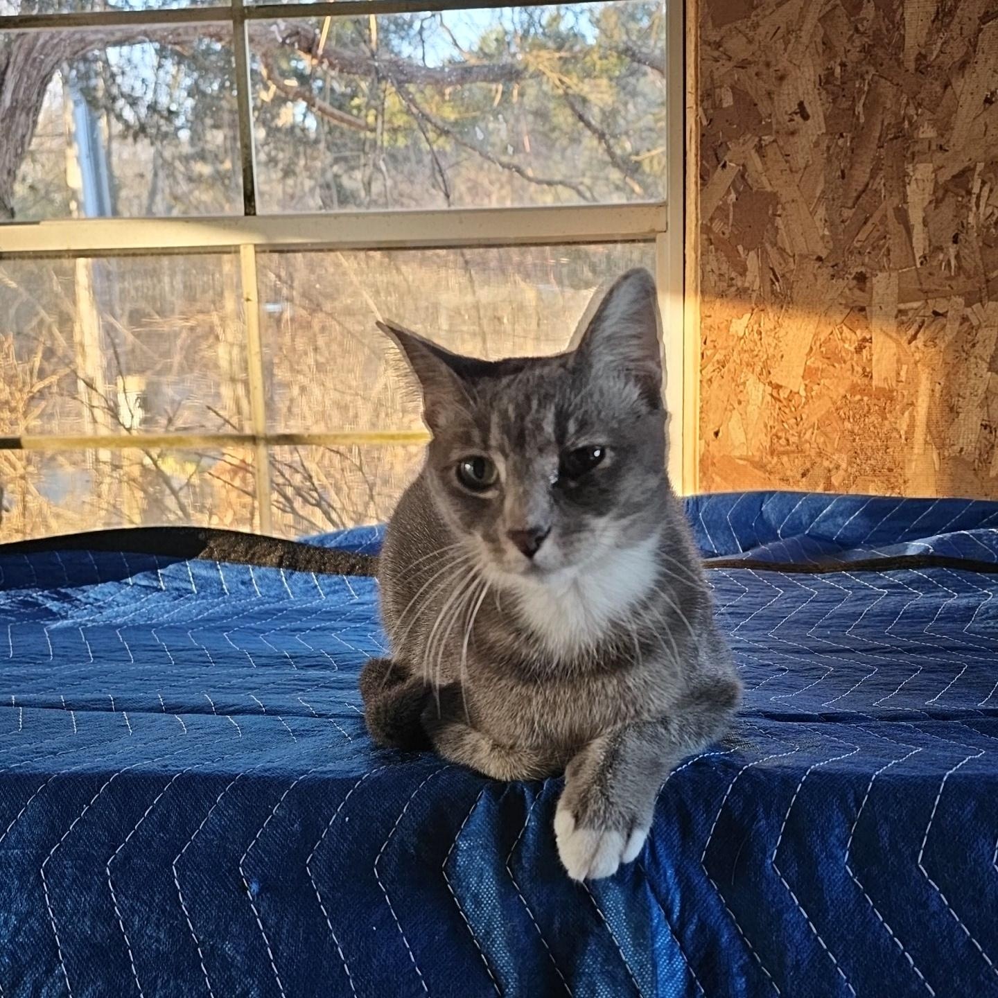 Enlarge Deja-FelV positive , a ADOPTABLE Domestic Short Hair in Pardeeville, WI image 3/5