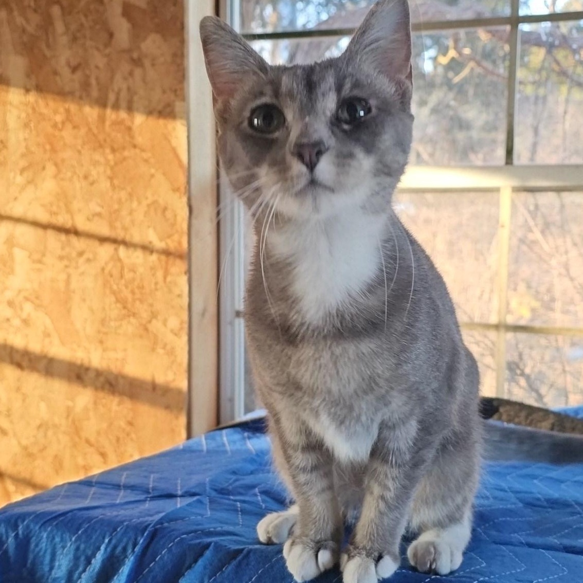 Enlarge Deja-FelV positive , a ADOPTABLE Domestic Short Hair in Pardeeville, WI image 2/5