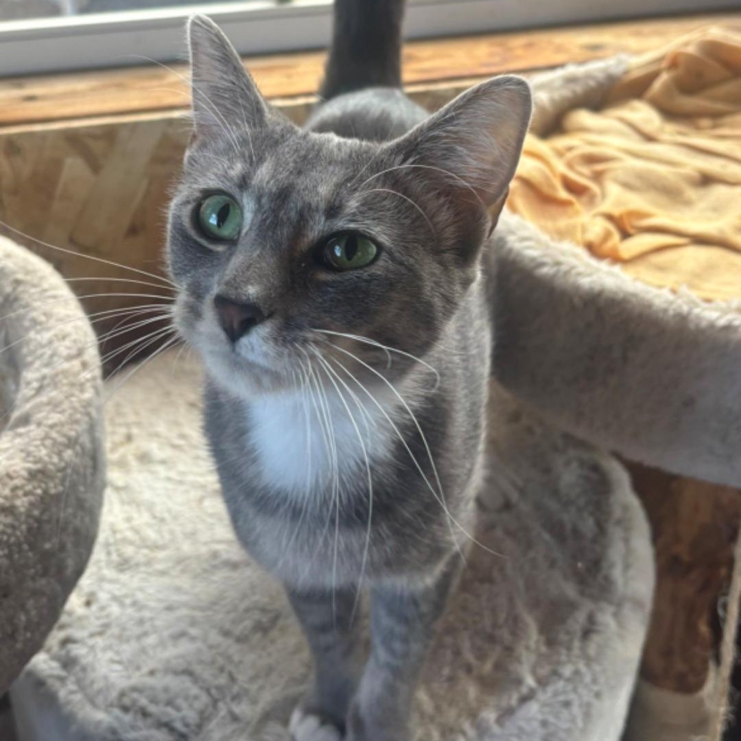 Deja-FelV positive , ADOPTABLE, Adult Female Domestic Short Hair.