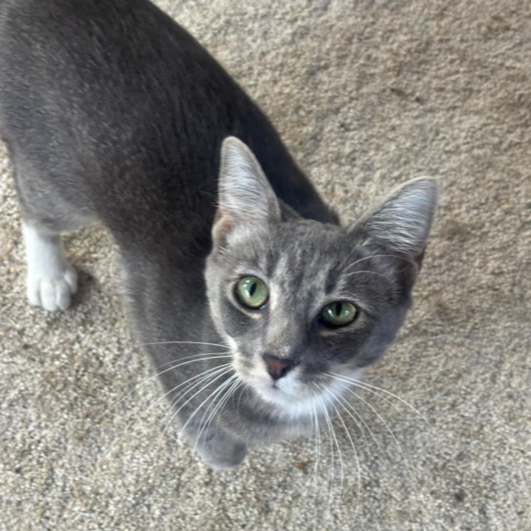 Enlarge Deja-FelV positive , a ADOPTABLE Domestic Short Hair in Pardeeville, WI image 5/5