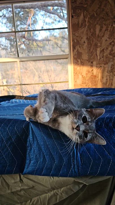 Enlarge Deja-FelV positive , a ADOPTABLE Domestic Short Hair in Pardeeville, WI video 4/5