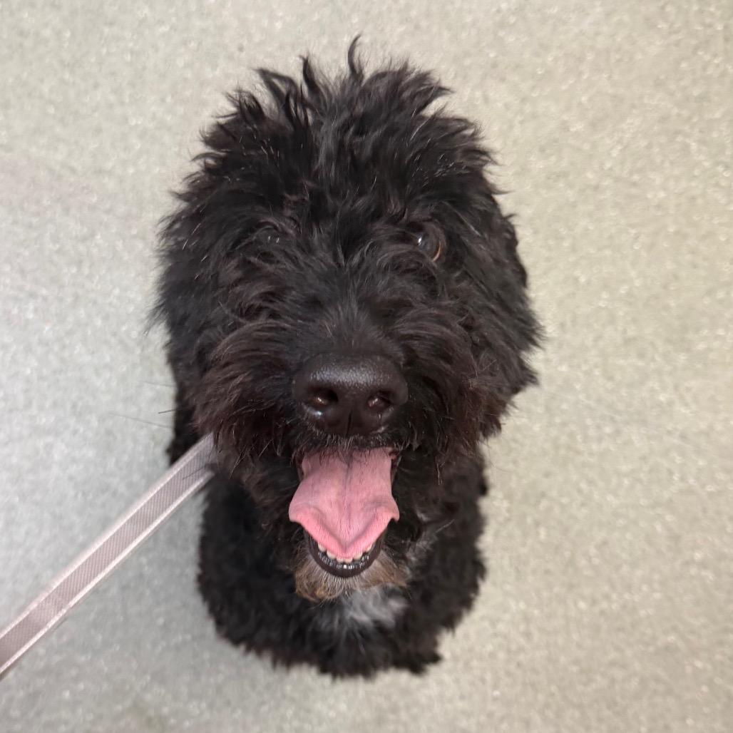 Diamond, Adoptable, Adult Female Australian Cattle Dog / Blue Heeler & Poodle.